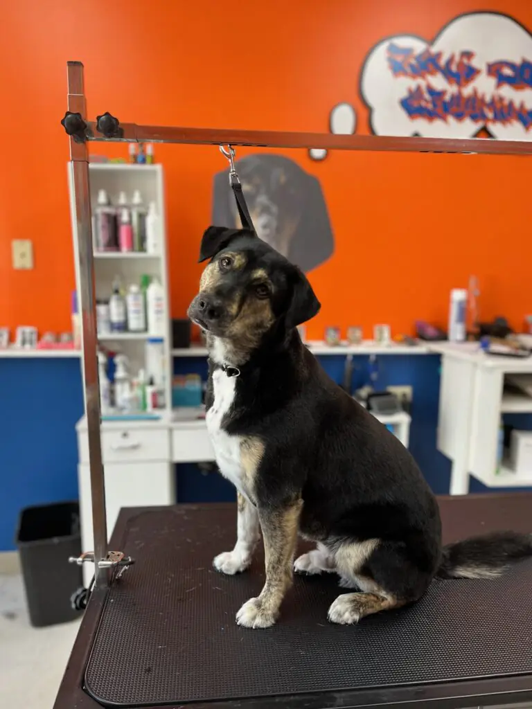 Dog Groomers
