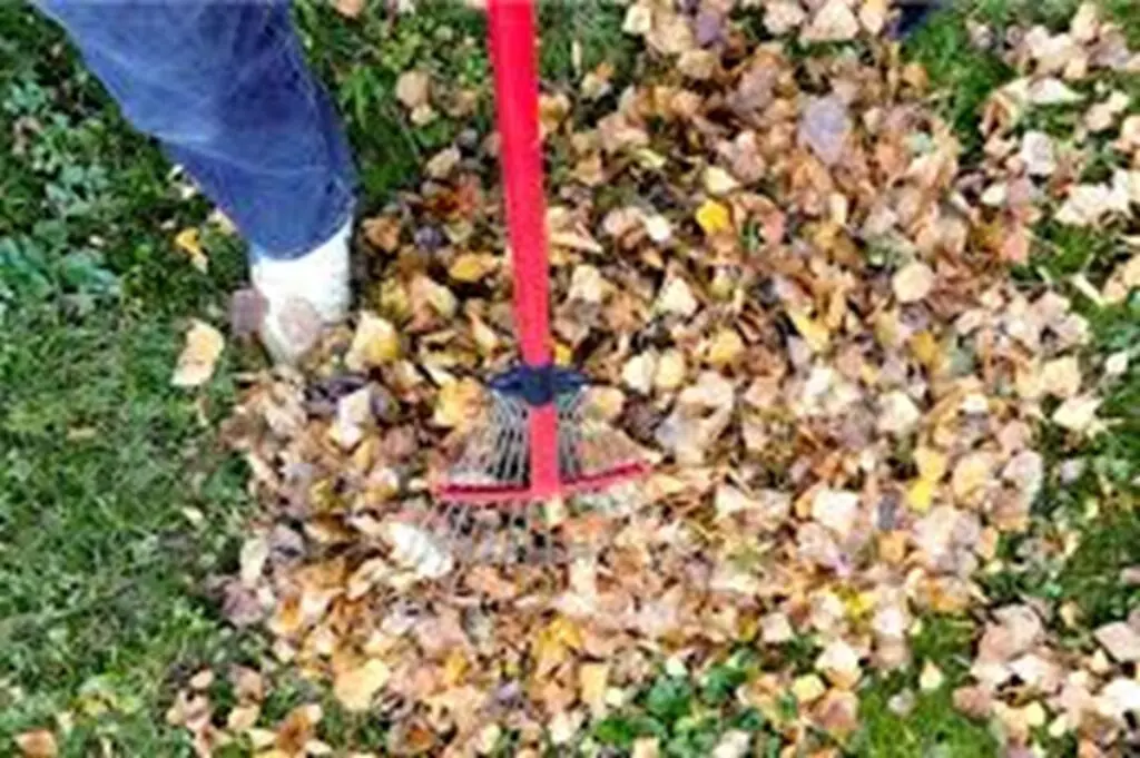 Fall Backyard Cleanup