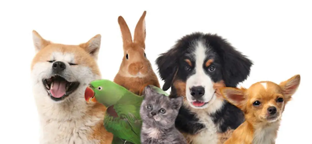 Renting With Pets