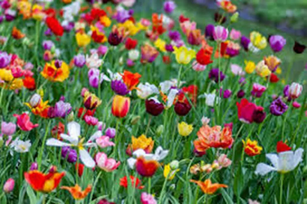 Spring Garden