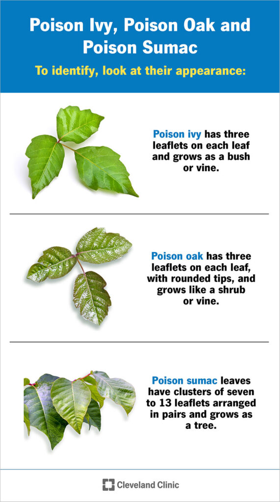 Poison Ivy