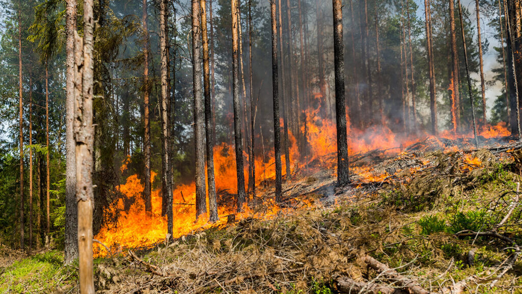 Wildfires